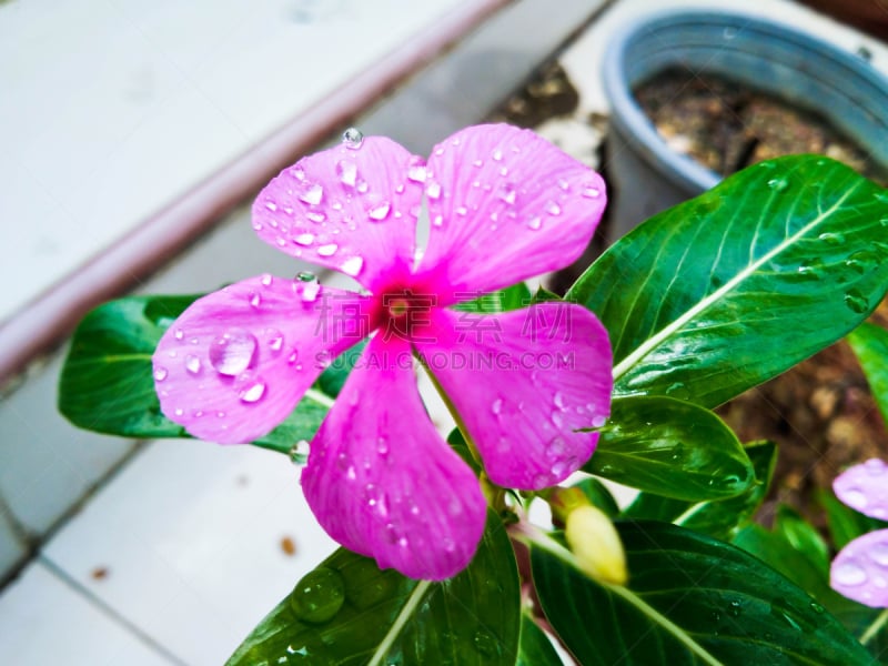 芋泥,特写,粉色,绿色,自然,水,美,水平画幅,无人,湿