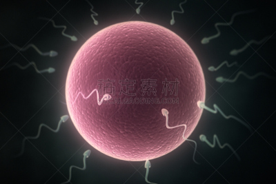 精子,卵巢,细胞核,生殖器官,水平画幅,形状,小的,人,生物学,人体结构