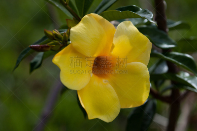小号,金色,鹭管鱼,留白,灵性,灵感,气候,水平画幅,无人,软枝黄蝉