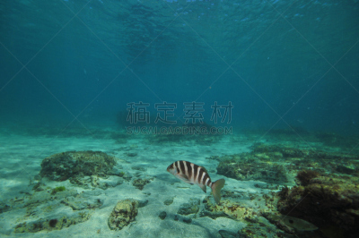 寂寞,红松,水,水平画幅,沙子,水下,偏远的,在底端,porae,海草