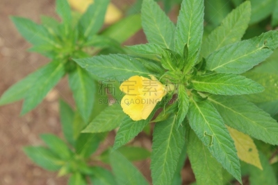 接骨木树,黄色,叶子,大特写,凌霄花,姜黄,铃,黄色小号,科学,花