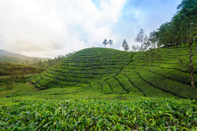 茶树,山,喀拉拉邦,慕那尔,地面,美,水平画幅,美人,旅行者,活力