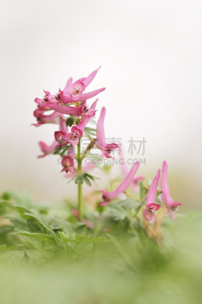 仅一朵花,野生植物,紫色,紫堇,垂直画幅,褐色,无人,户外,开花时间间隔,萼片