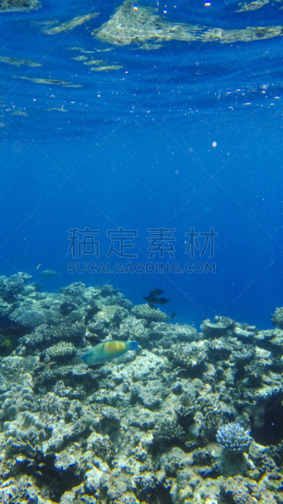 大堡礁,澳大利亚,垂直画幅,水肺潜水,无人,礁石,热带气候,水生动植物,世界遗产,鱼类