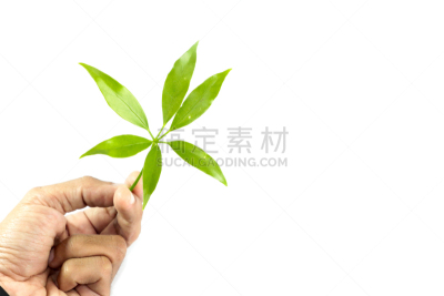 食品,有蔓植物,叶子,特写,酸,健康保健,自然界的状态,背景分离,药,泰国