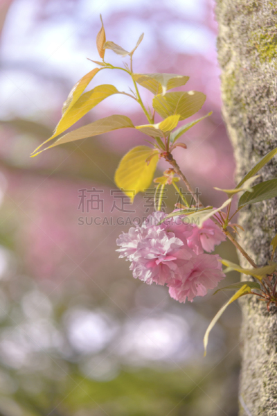 公园,樱花,花见节,东京,日本,自然美,粉色,自助餐,北岳山,居住区