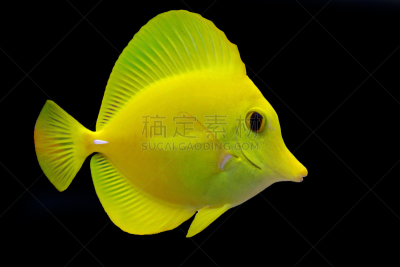 黄高鳍粗皮鲷,分离着色,水平画幅,海葵,无人,水下,野外动物,颊纹鼻鱼,异国情调,图像