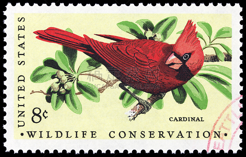 北美红鸟,邮戳,野生动物,美国,水平画幅,无人,鸟类,概念,动物,野生动物保护区