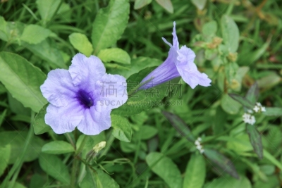 花头,紫色,早晨,豆荚,风疹病毒,石南花标志,法式袖口,神经根,科林斯式,矮牵牛花