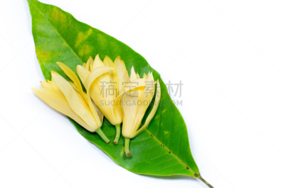 叶子,绿色,白色,Michelia,自然,黄色,泰国,图像,花粉,花瓣