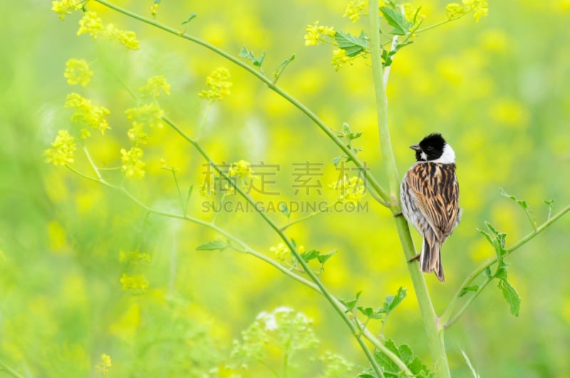 芦鹀,黄色背景,彩色背景,水平画幅,无人,鸟类,英格兰东南部,一只动物,摄影