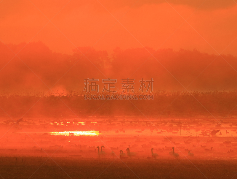 早晨,izunuma,水,天空,水平画幅,无人,鸟类,野外动物,沼泽,户外