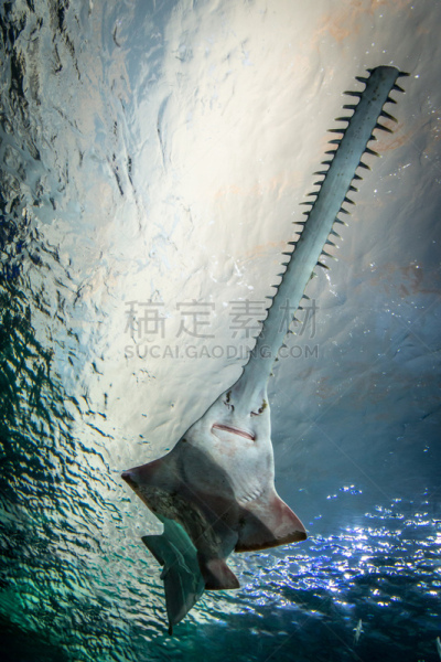 锯鳐,鲨鱼,垂直画幅,水,气候,水下,野外动物,异国情调,动物主题,礁石