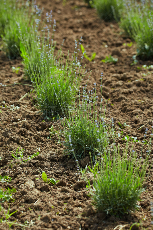 Lavender in a garden