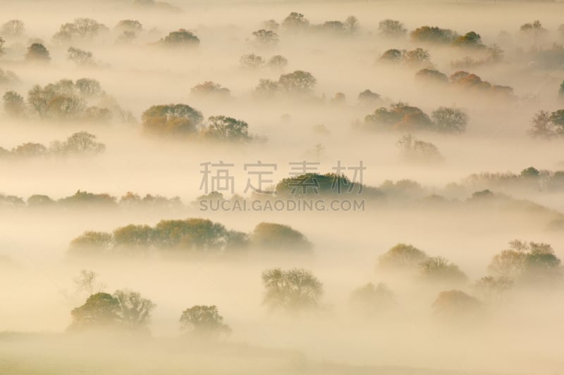 雾,萨默塞特平原区,水平画幅,秋天,黎明,无人,树,摄影,日出