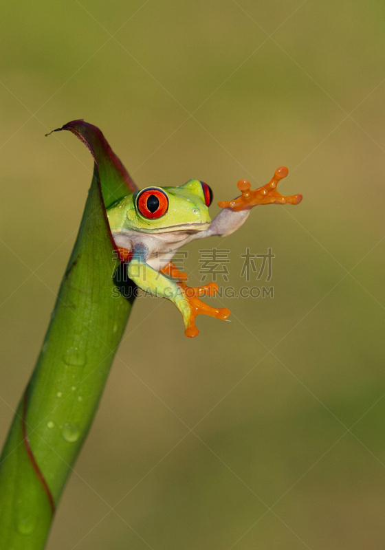 树蛙,叶子,眼痛,红眼树蛙,垂直画幅,动物身体部位,热带雨林,野外动物,户外,雨林