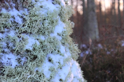 地衣,雪,欧洲赤松,海鳗,藻青菌,水平画幅,无人,苔藓,苏格兰,户外
