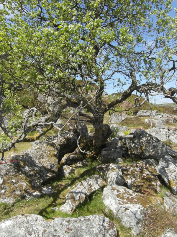 dartmoor,黑托岩,德文郡,垂直画幅,春天,无人,2015年,英国,英格兰,户外