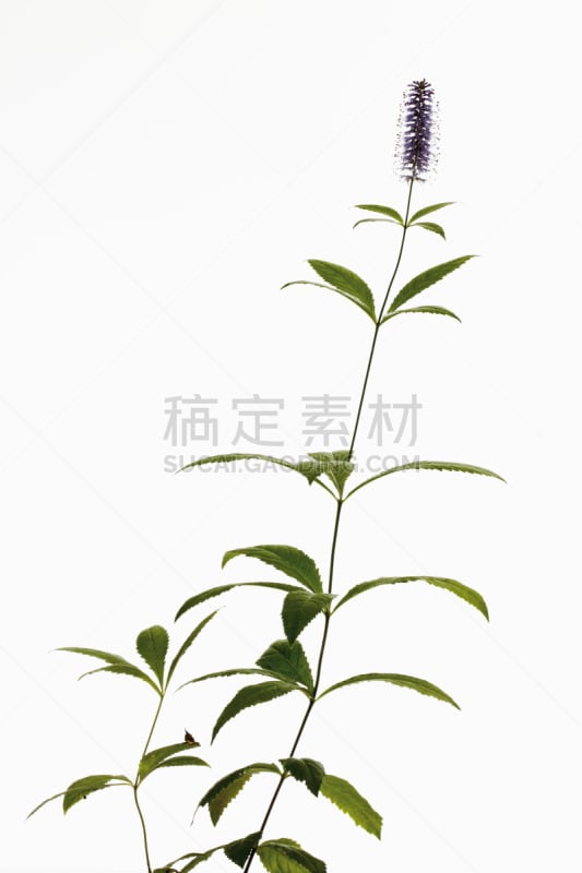 花头,斑鸠,欧洲赤松,根部,圆锥花序植物,顺势医学,垂直画幅,夏天,特写,仅一朵花