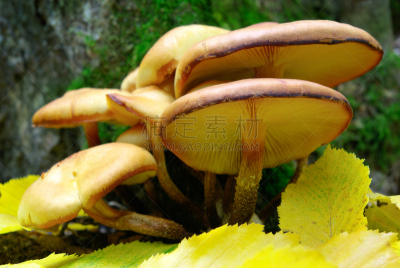 叶子,蘑菇,树林,鸊鷉,真菌和霉菌,枯萎的,褐色,水平画幅,无人,苔藓