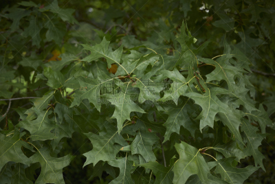 Quercus palustris