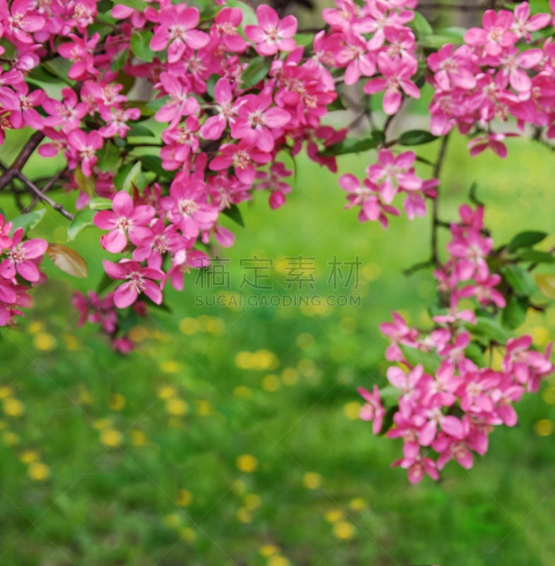 苹果树,公园,天堂,粉色,背景,自然美,草,多汁的,树,花