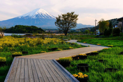 富士山,湖,黄昏,春天,风景,公园,园林,地肤,豚草属,河口湖