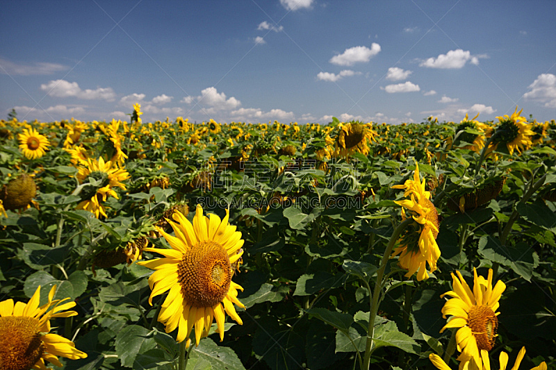 田地,向日葵,植物,水平画幅,彩色图片,无人,黄色,夏天,户外,摄影