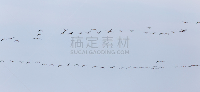 一群鸟,天空,思盖顿,印度野生动物园,大自然保护协会,哈萨克斯坦,白昼,两翼昆虫,非凡的,自由