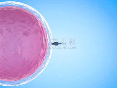 精子,卵子,人类兹戈特,卵母细胞低温保存,试管婴儿,人工授精,胚胎,精子形成,肥料,遗传研究
