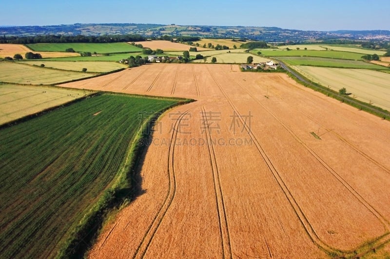 英格兰,夏天,农业,草坪,环境,英国,草,农场,户外,萨默塞特