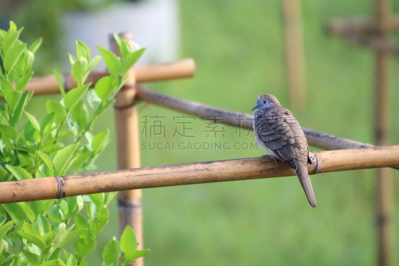 鸟类,斑鸠,菜园,野外动物,枝,褐色,风,水平画幅,优美,纯净