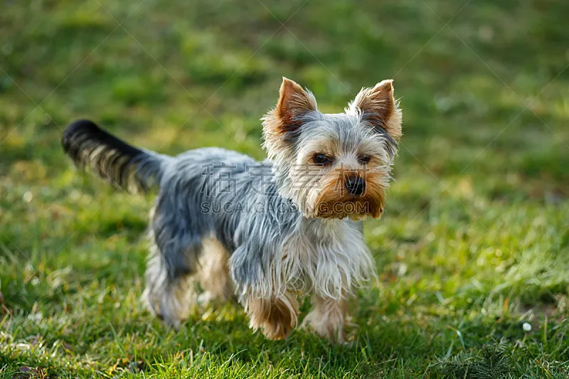约克郡犬 小的 可爱的 美 公园 褐色 水平画幅 梗犬 美人 草坪图片素材下载 稿定素材