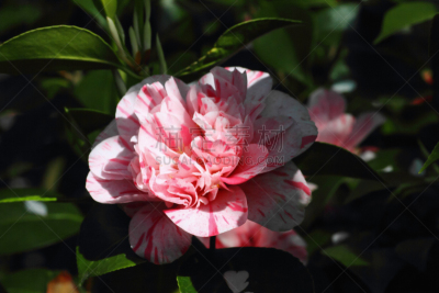 茶花,大翠绿蛾,自然,水平画幅,绿色,无人,玫瑰,2015年,花,摄影