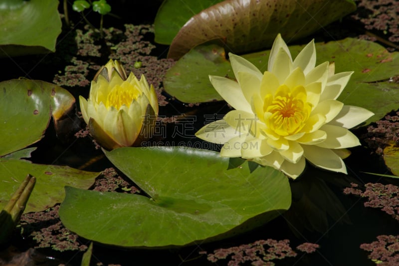 百合花,池塘,yellow water,小黄扁豆,选择对焦,水,美,留白,水生植物,水平画幅