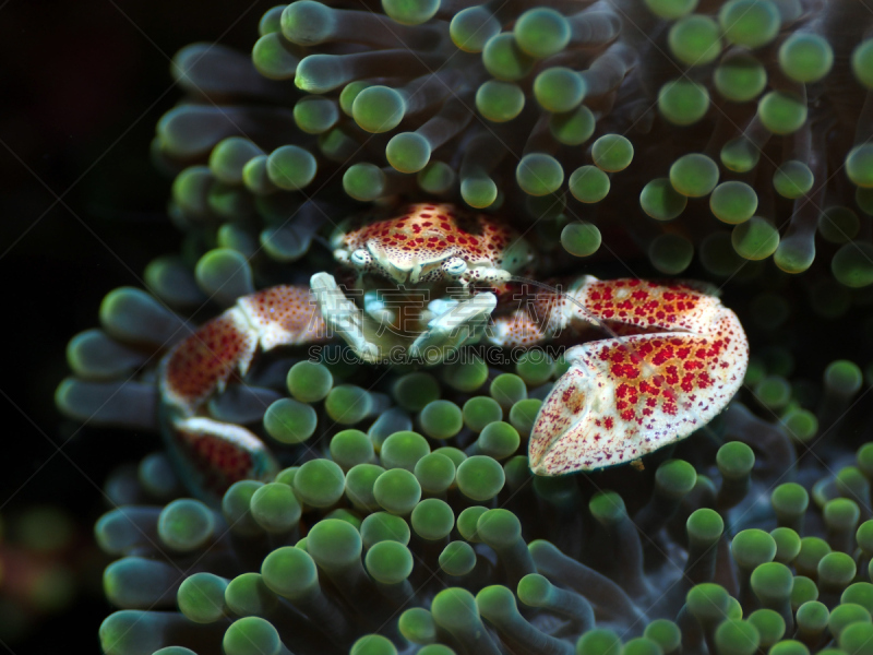 porcelain crab,银莲花,绿色,海葵蟹,海葵,生态多样性,水平画幅,无人,水下,科学