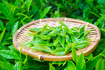 茶树,篮子,清新,茶叶,绿茶,红茶,智利,选择对焦,水平画幅,枝繁叶茂
