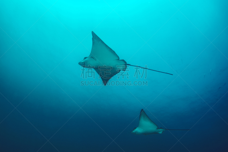 鱼类,eagle ray,斑点鹰魟,鳃,厄瓜多尔,水平画幅,水下,加拉帕戈斯群岛,野外动物,户外