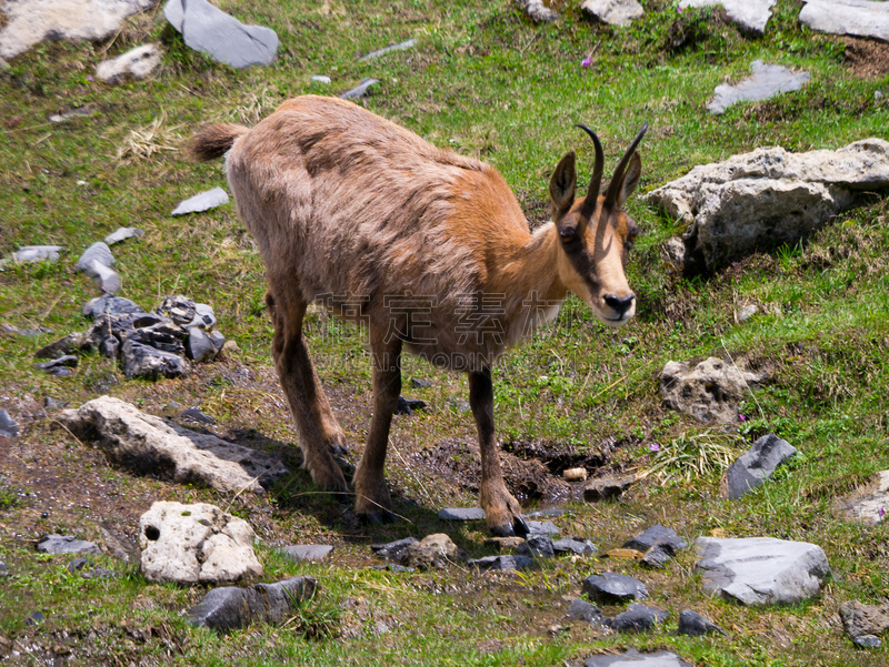 ordesa national park,韦斯卡,褐色,水平画幅,山,2015年,户外,摄影,步行