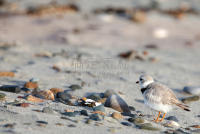 鸻,成年的,在底端,左撇子,笛鸻,马萨诸塞,水平画幅,沙子,鸟类,动物身体部位