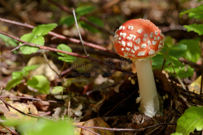 毒蘑菇,蘑菇,毒蝇菇,伞形毒菌,自然,水平画幅,绿色,秋天,无人,有毒生物体