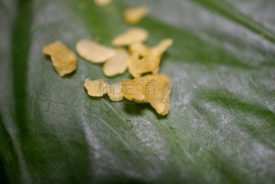 谷类,稻,饮食,水平画幅,com域名,户外,河内,小吃,稻田,摄影