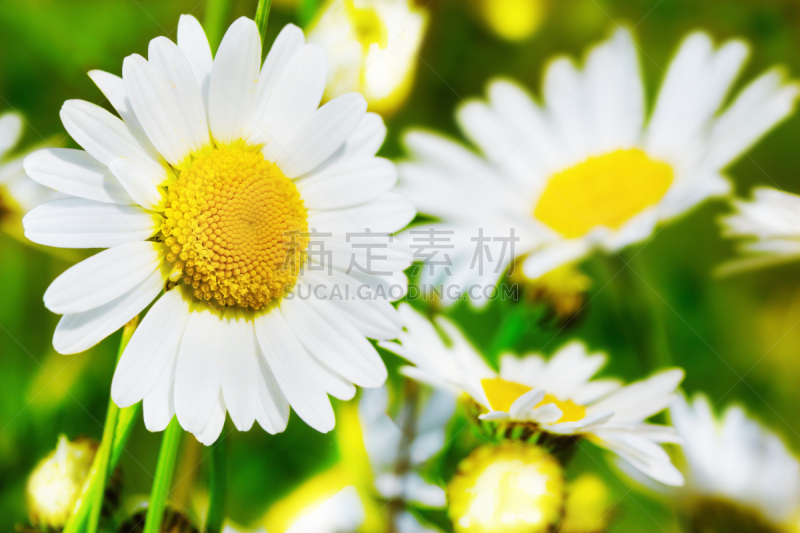 甘菊,美,水平画幅,无人,草坪,夏天,户外,草,特写