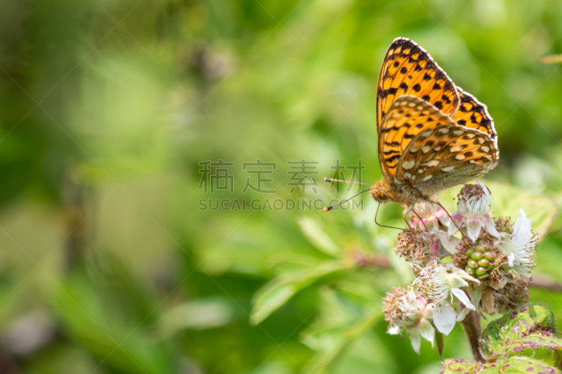 豹纹蝶,黑色,黑刺莓,绿色,自然,留白,绿豹纹蝶,野生动物,水平画幅,无人