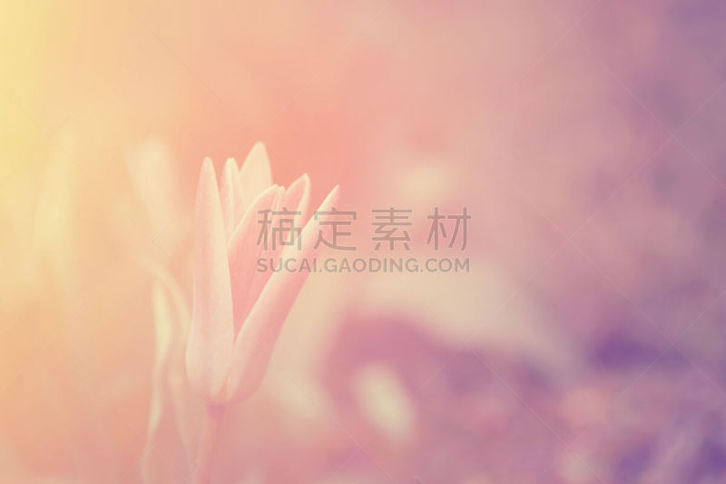 郁金香,水平画幅,无人,夏天,图像,植物,复古风格,光,植物学,园艺