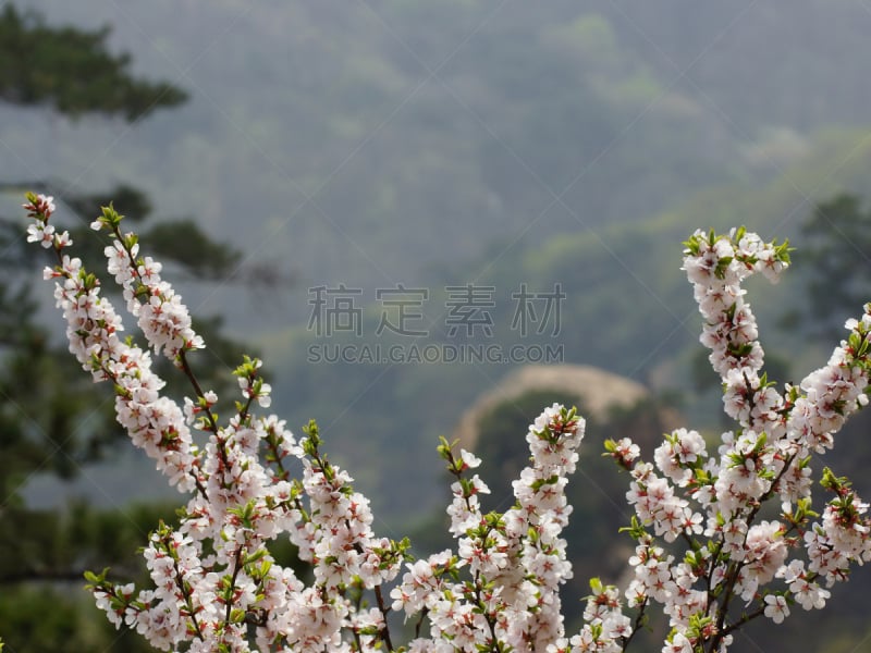 中国,山脉,春天,野生植物,樱之花,辽宁省,风,水平画幅,樱花,开花时间间隔