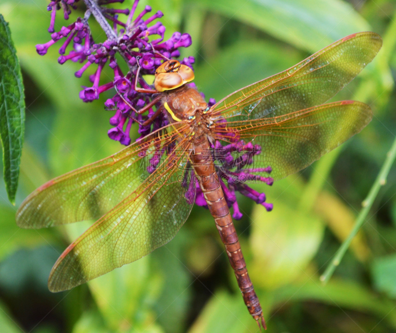 brown hawker dragonfly,自然,野生动物,水平画幅,无人,动物,大特写,特写,昆虫,摄影