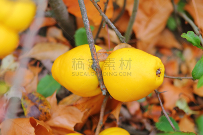 熟的,水果,日本,温柏,农业,蔬菜,皱皮木瓜,清新,自然界的状态,菜园