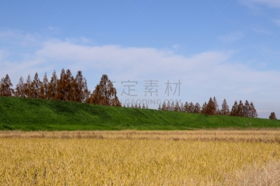 日本,叶子,崎玉县,云,荒川河,公园,稻,稻田,户外活动,植物