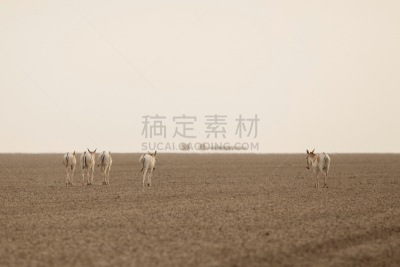 非洲野驴,小的,卡奇区,沙漠,天空,驴子,马属,野外动物,干的,臀部